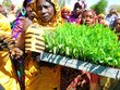 Mariam carries her first green tray of fodder home. Photo: WFP/Abdulaziz Abdulmomin