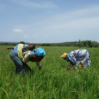 Women working on their farm land