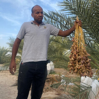 Man holding dates in the oasis of Tozeur during the field visit of WFP as part of the project “Strengthening adaptive capacity and livelihood security in the most vulnerable oases of the Governate of Tozeur” – Tozeur, Tunisia - PHOTO: WFP/ Lore Purroy 
